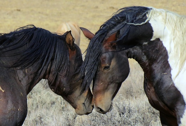 Two horses nuzzling eachother